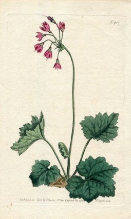 Item #19356 Original Hand Colored Print No. 987; Cortusa Matthioli, or Bear's Ear Sanicle....