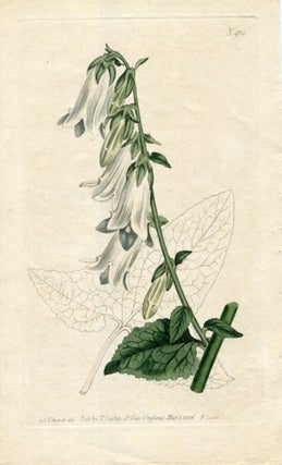 Item #19357 Original Hand Colored Print No. 912; Campanula Macrophylla, or Large-Leaved...