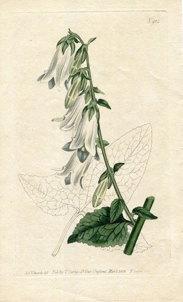 Item #19357 Original Hand Colored Print No. 912; Campanula Macrophylla, or Large-Leaved Bell-Flower. William Curtis.