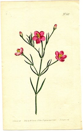 Item #19358 Original Hand Colored Print No. 511; Chironia Linoides, or Flax-Leaved Chironia....