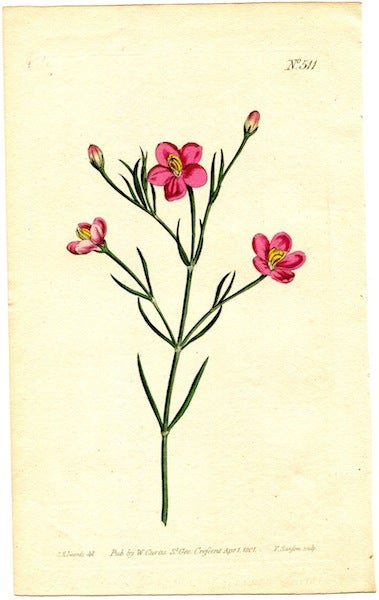 Item #19358 Original Hand Colored Print No. 511; Chironia Linoides, or Flax-Leaved Chironia. William Curtis.