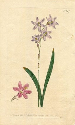 Item #19360 Original Hand Colored Print No. 617; Ixia Capillaris. William Curtis