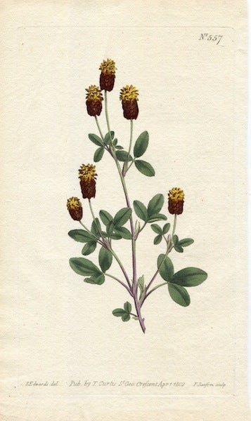 Item #19361 Original Hand Colored Print No. 557; Trifolium Spadiceum, or Bay Coloured Trefoil. William Curtis.