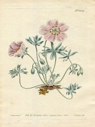 Item #19362 Original Hand Colored Print No. 504; Geranium Argenteum, or Silver Leav'd Crane's...