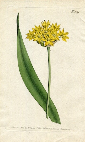 Item #19363 Original Hand Colored Print No. 499; Allium Moly, or Yellow Garlic. William Curtis.