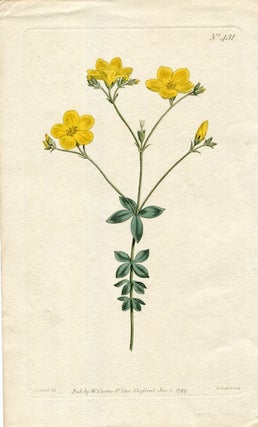 Item #19365 Original Hand Colored Print No. 431; Linum Quadrifolium, or Four-Leaved Flax....