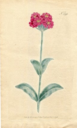 Item #19366 Original Hand Colored Print No. 398; Agrostemma Flos Jovis, or Umbel'd Rose Campion....