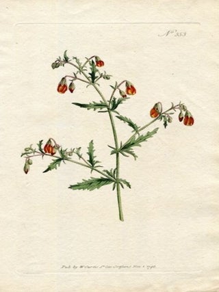 Item #19367 Original Hand Colored Print No. 353; Mahernia Incisa, or Cut-Leav'd Mahernia....
