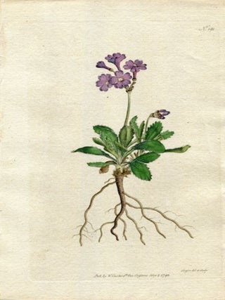 Item #19368 Original Hand Colored Print No. 191; Primula Marginata, or Silver-Edged Primula....