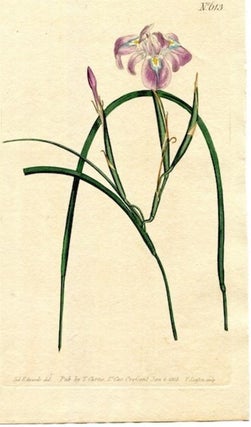 Item #19369 Original Hand Colored Print No. 613; Morea Edulis, or Long-Leaved Morea. William Curtis