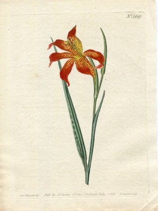 Item #19371 Original Hand Colored Print No. 569; Gladiolus Watsonius, or Dwarf Watson's...