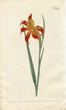 Item #19371 Original Hand Colored Print No. 569; Gladiolus Watsonius, or Dwarf Watson's...