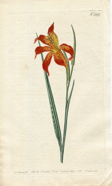 Item #19371 Original Hand Colored Print No. 569; Gladiolus Watsonius, or Dwarf Watson's Corn-Flag. William Curtis.