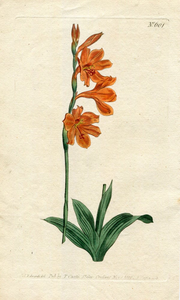 Item #19372 Original Hand Colored Print No. 601; Watsonia Brevifolia, or Short-Leaved Watsonia. William Curtis.