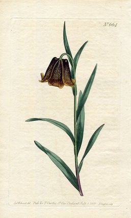Item #19373 Original Hand Colored Print No. 664; Fritillaria Pyrenaica, or Pyrenean Fritillary....