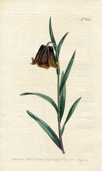 Item #19373 Original Hand Colored Print No. 664; Fritillaria Pyrenaica, or Pyrenean Fritillary. William Curtis.