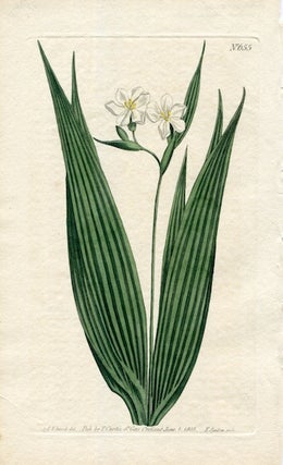 Item #19375 Original Hand Colored Print No. 655; Marica Plicata, or Small Flowered Marica....