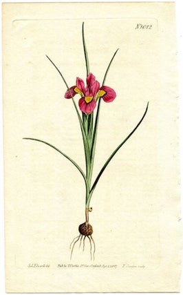 Item #19376 Original Hand Colored Print No.1012; Moraea Ciliata or Ciliate-Leaved Moraea....