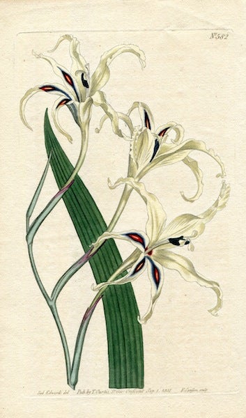 Item #19377 Original Hand Colored Print No. 688; Gladiolus Cuspidatus, or Tall Corn Flag. William Curtis.