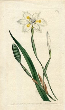 Item #19379 Original Hand Colored Print No. 693; Moraea Iridoides, or Perennial-Leaved Moraea....