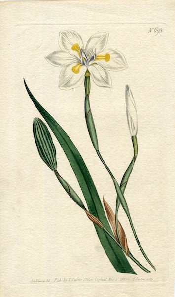 Item #19379 Original Hand Colored Print No. 693; Moraea Iridoides, or Perennial-Leaved Moraea. William Curtis.