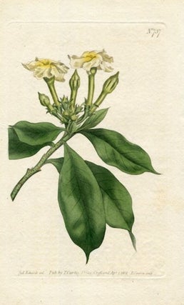 Item #19380 Original Hand Colored Print No. 737; Cerbera Ahouai, or Oval-Leaved Cerbera. William...