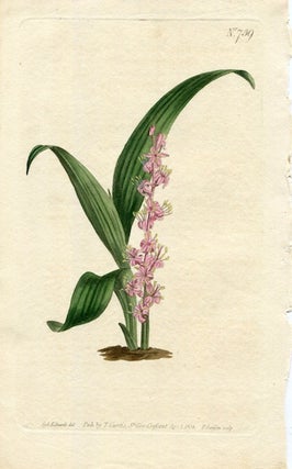 Item #19381 Original Hand Colored Print No. 739; Sanseviera Sessiliflora, or Chinese Sanseviera....