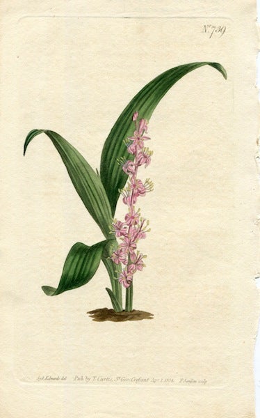 Item #19381 Original Hand Colored Print No. 739; Sanseviera Sessiliflora, or Chinese Sanseviera. William Curtis.