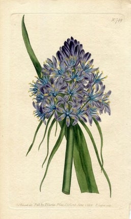Item #19383 Original Hand Colored Print No. 749; Scilla Peruviana, or Corymbose Squil. William...