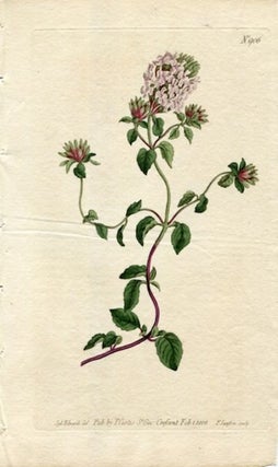 Item #19385 Original Hand Colored Print No. 906; Ziziphora Serpyllacea, or Sweet-Scented...