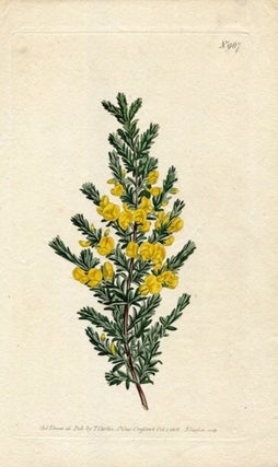 Item #19386 Original Hand Colored Print No. 967; Pultanaea, or Villous Pultenaea. William Curtis