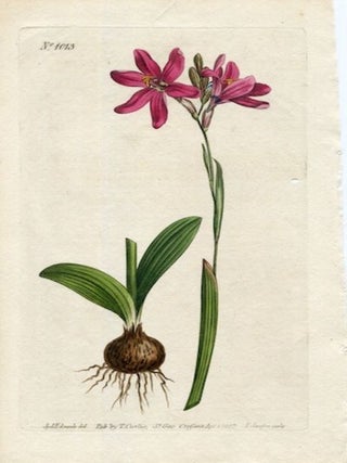 Item #19387 Original Hand Colored Print No. 1013; Ixia Capillaris, or Rose-Colored Ixia. William...