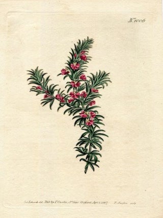 Item #19388 Original Hand Colored Print No. 1006; Polygala Alpoecuroides, or Fox-Tail Milk-Wort....