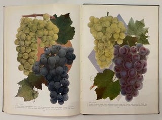 Chase Fruit and Flowers in Natural Color
