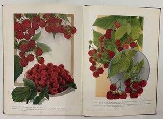 Chase Fruit and Flowers in Natural Color