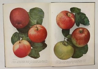 Chase Fruit and Flowers in Natural Color