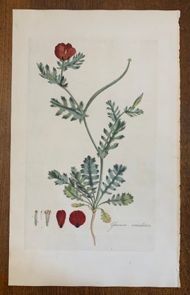 Item #19453 1817 Hand-Colored Antique Curtis Botanical Print, Glaucium Corniculatum (Red Horned...