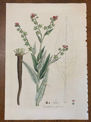 Item #19454 1817 Hand-Colored Antique Curtis Botanical Print, Cynoglossum Officinale...