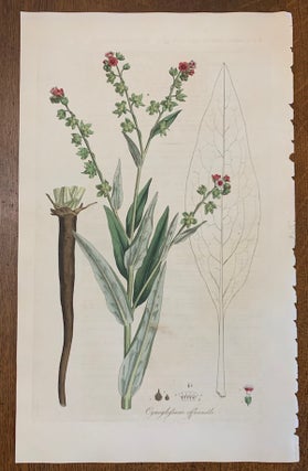 Item #19454 1817 Hand-Colored Antique Curtis Botanical Print, Cynoglossum Officinale...