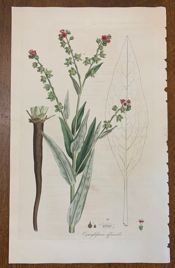 Item #19454 1817 Hand-Colored Antique Curtis Botanical Print, Cynoglossum Officinale (Houndstongue). William Curtis.