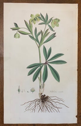 1817 Hand-Colored Antique Curtis Botanical Print, Helleborus Viridis (Green Hellebore. William Curtis.