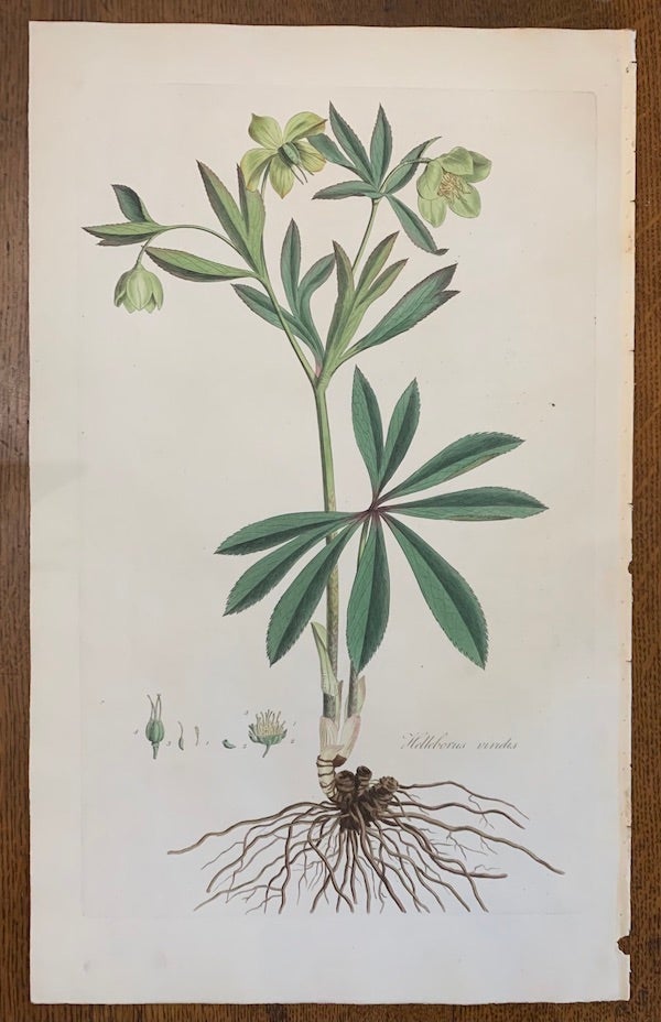Item #19455 1817 Hand-Colored Antique Curtis Botanical Print, Helleborus Viridis (Green Hellebore). William Curtis.
