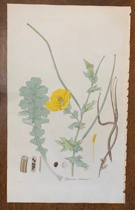 Item #19456 1817 Hand-Colored Antique Curtis Botanical Print, Glaucium Luteum (Yellow Horned...