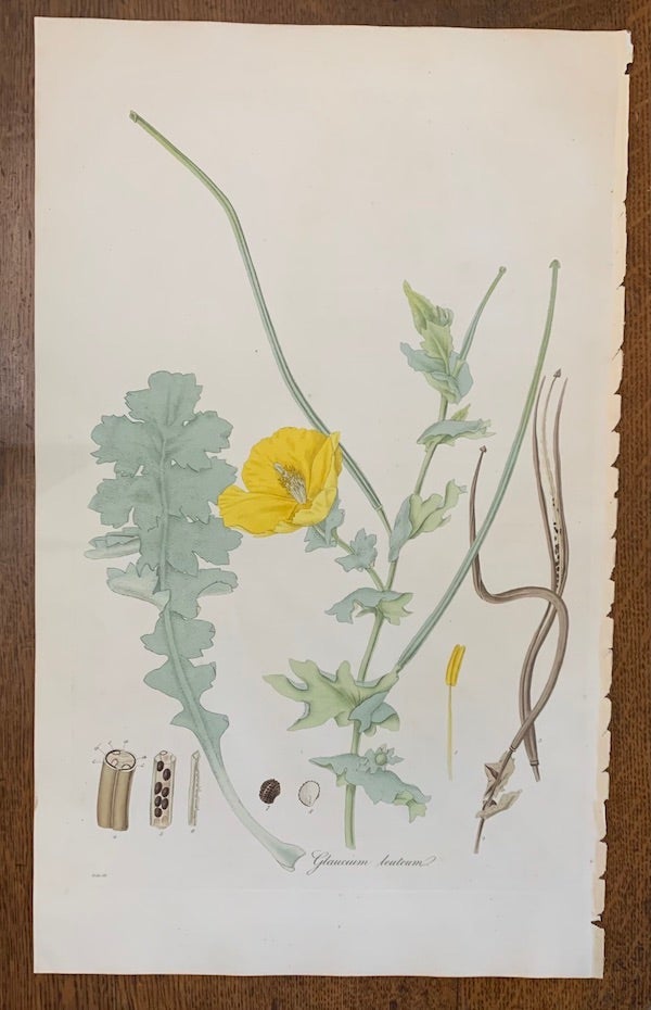 Item #19456 1817 Hand-Colored Antique Curtis Botanical Print, Glaucium Luteum (Yellow Horned Poppy). William Curtis.