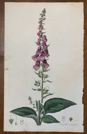 1817 Hand-Colored Antique Curtis Botanical Print, Digitalis Purpurea (Fox-Glove. William Curtis.