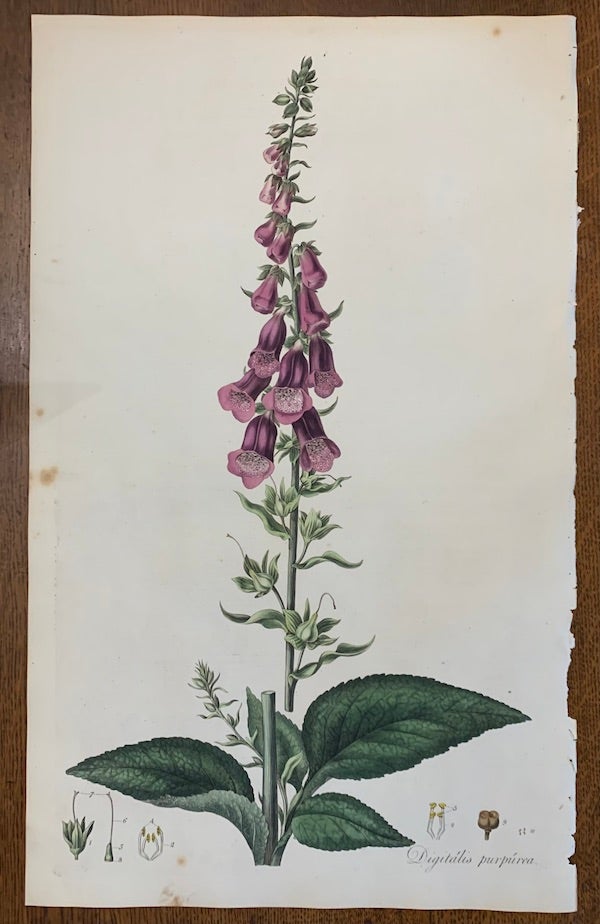 Item #19457 1817 Hand-Colored Antique Curtis Botanical Print, Digitalis Purpurea (Fox-Glove). William Curtis.