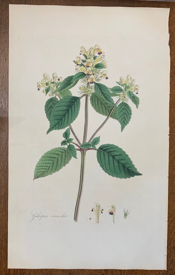 Item #19458 1817 Hand-Colored Antique Curtis Botanical Print, Galeopsis Versicolor (Large-Flowered Hemp-Nettle). William Curtis.