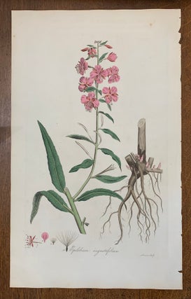 1817 Hand-Colored Antique Curtis Botanical Print, Epilobium Augustifolium (Rosebay Willow-Herb, William Curtis.