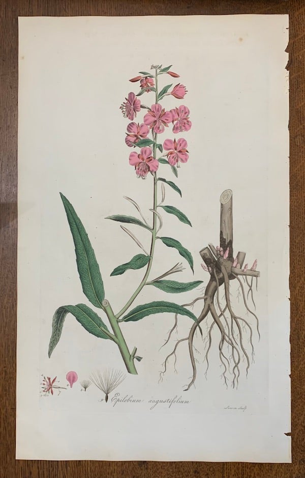 Item #19459 1817 Hand-Colored Antique Curtis Botanical Print, Epilobium Augustifolium (Rosebay Willow-Herb, Persian or French Willow). William Curtis.