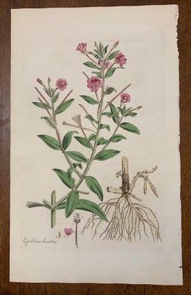 Item #19460 1817 Hand-Colored Antique Curtis Botanical Print, Epilobium Hirsutum (Great Hairy...